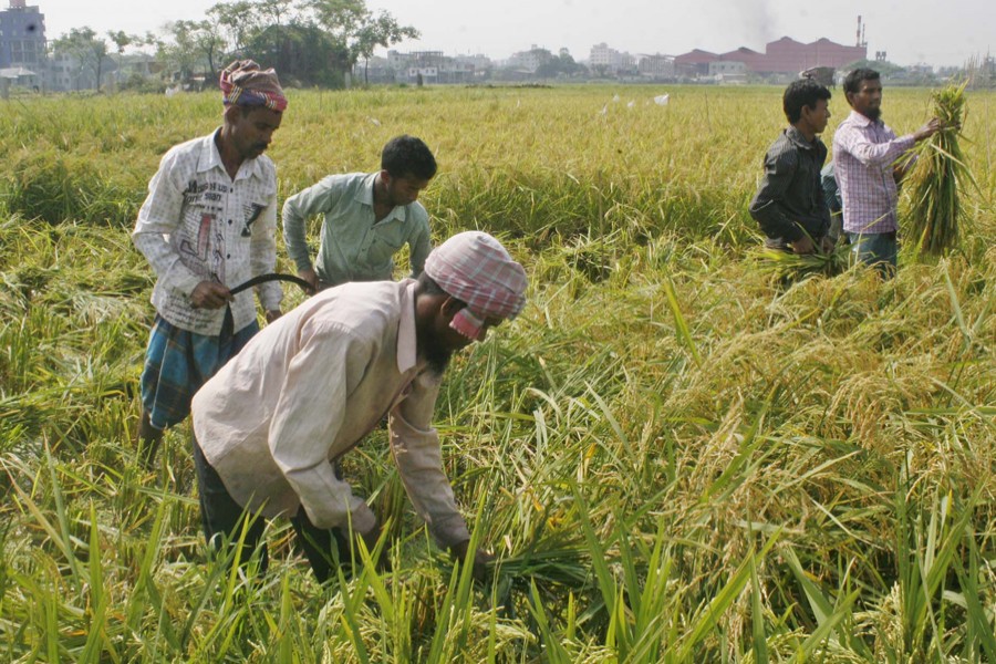 Bumper boro crop: But what next?