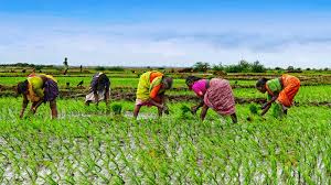 গ্রামীণ অর্থনীতির সুষ্ঠু বিকাশে খাদ্যনীতি পুনর্মূল্যায়ন প্রয়োজন